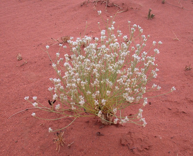 Ptilotus aphyllus photo 4