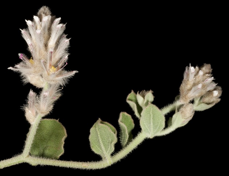 Ptilotus appendiculatus