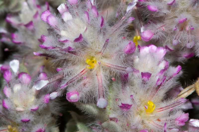 Ptilotus appendiculatus photo 3