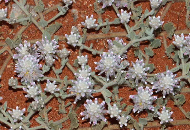 Ptilotus appendiculatus photo 4