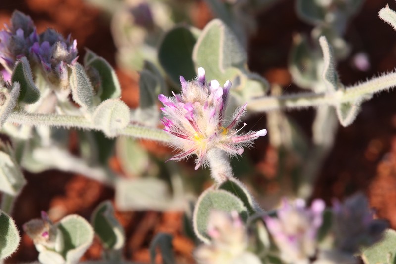 Ptilotus appendiculatus photo 5