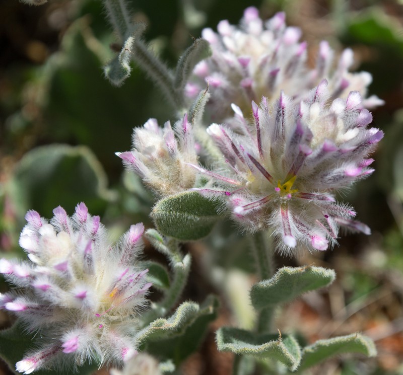 Ptilotus appendiculatus photo 6
