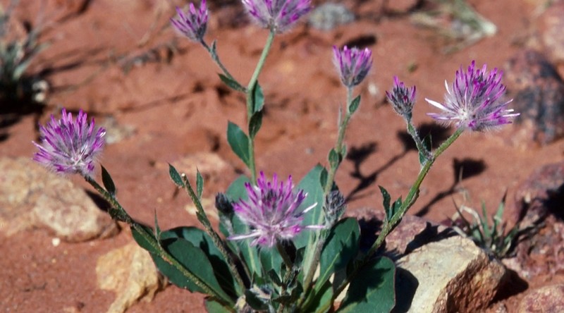 Ptilotus aristatus