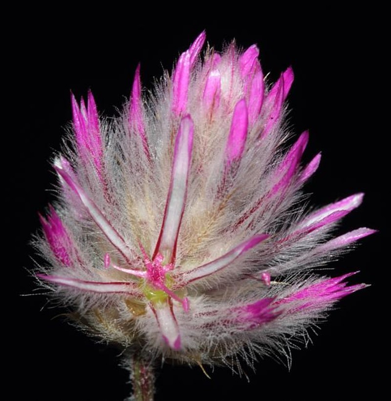 Ptilotus aristatus subsp. micranthus