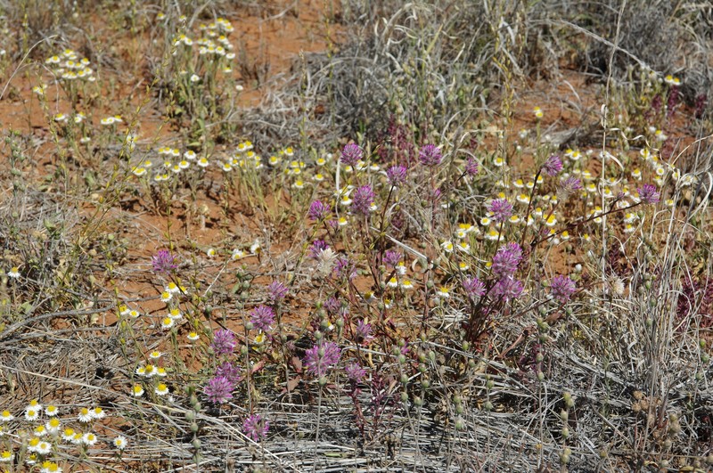 Ptilotus aristatus subsp. micranthus photo 2