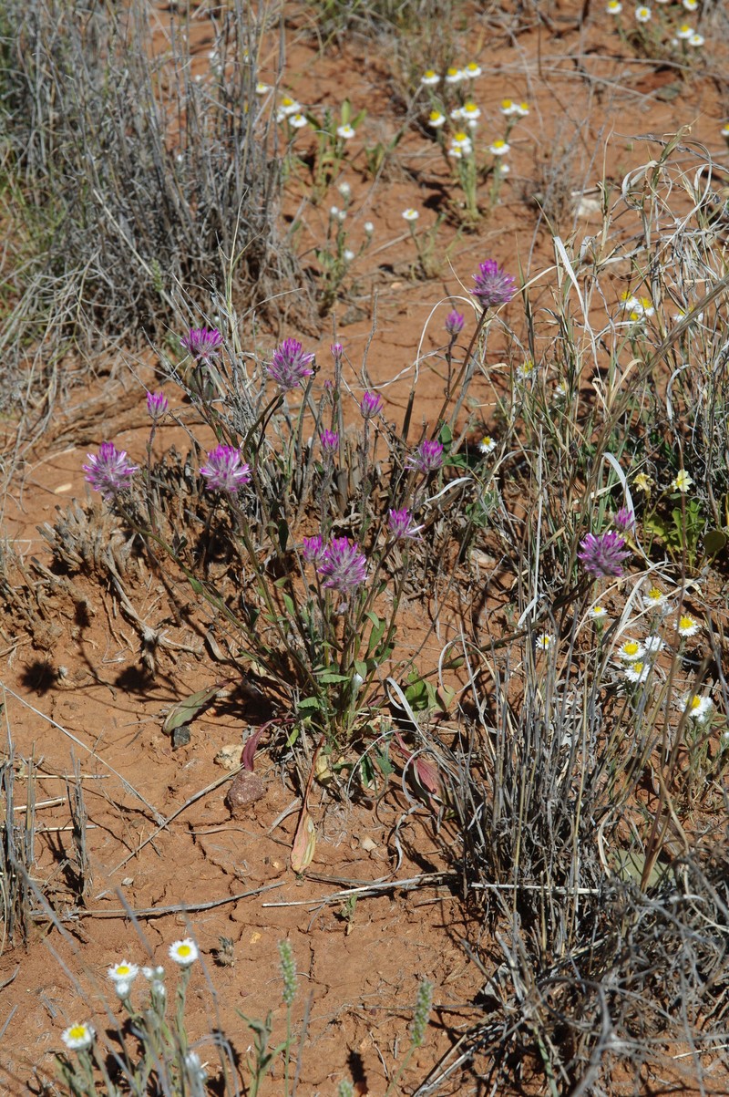 Ptilotus aristatus subsp. micranthus photo 3