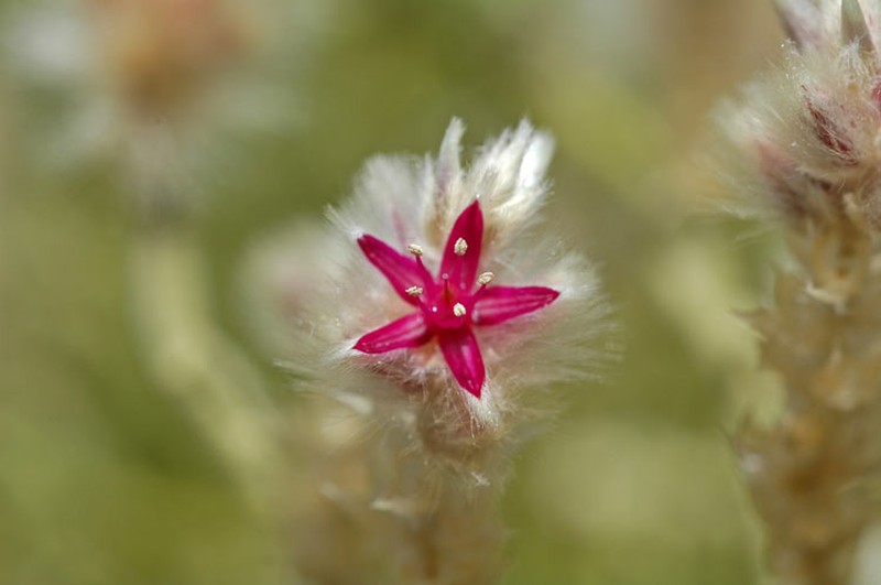 Ptilotus arthrolasius