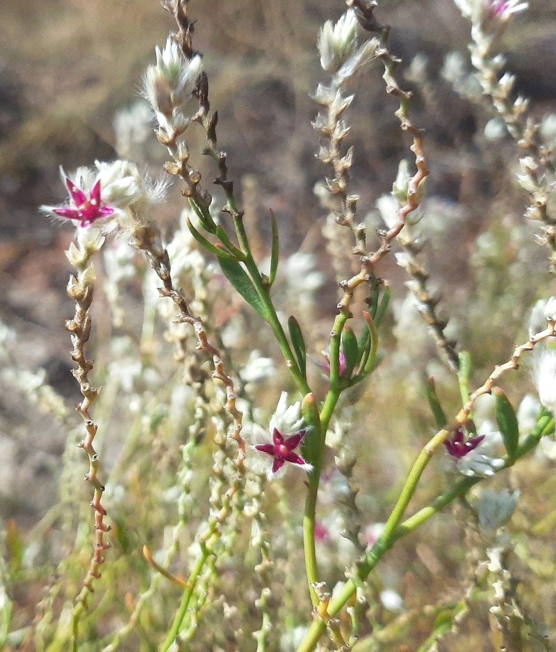 Ptilotus arthrolasius photo 2