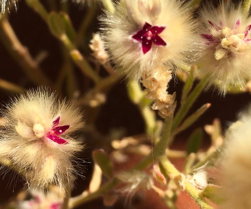 Ptilotus arthrolasius photo 5