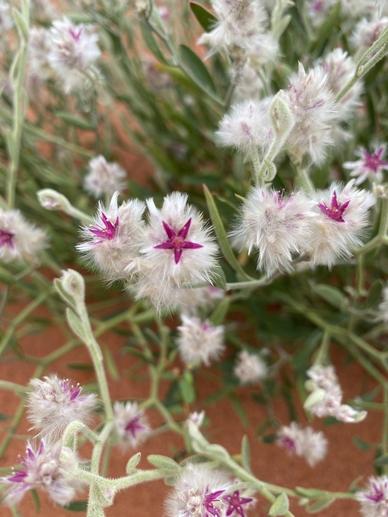 Ptilotus arthrolasius photo 6
