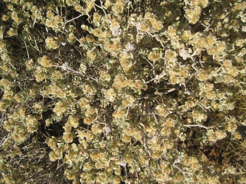 Ptilotus arthrolasius photo 7