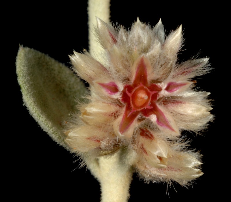 Ptilotus astrolasius
