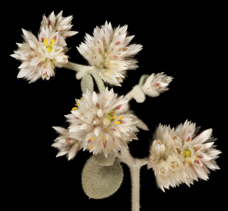 Ptilotus astrolasius photo 2