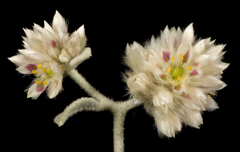 Ptilotus astrolasius photo 3