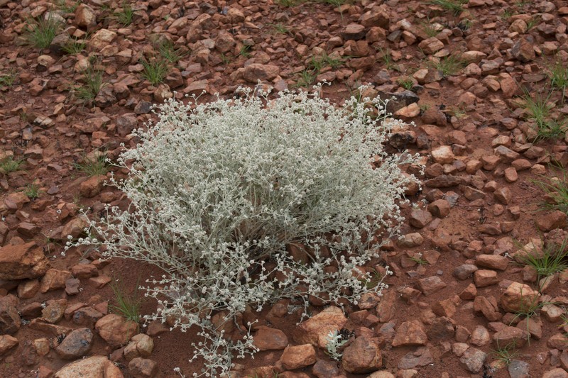 Ptilotus astrolasius photo 4