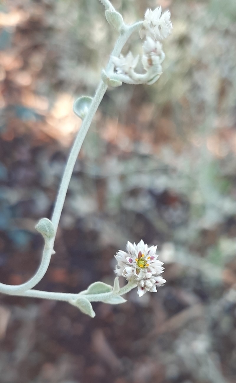 Ptilotus astrolasius photo 5