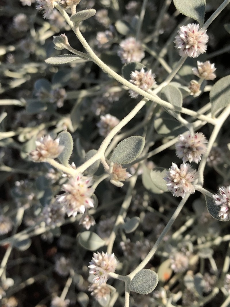 Ptilotus astrolasius photo 6