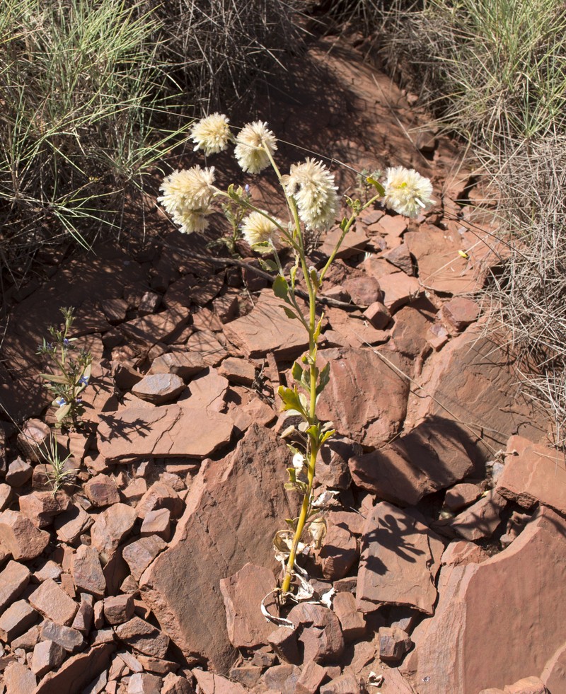 Ptilotus auriculifolius photo 2