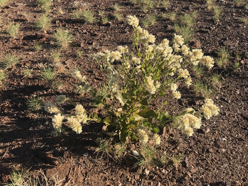 Ptilotus auriculifolius photo 3
