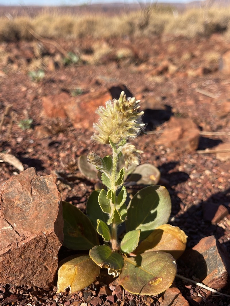 Ptilotus auriculifolius photo 4