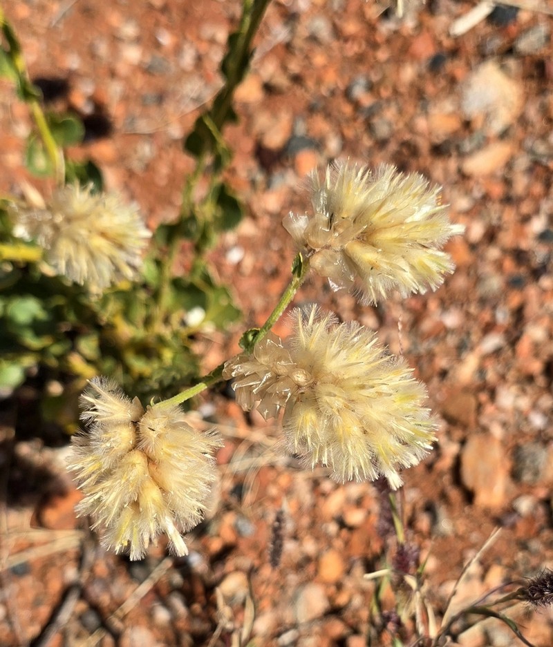 Ptilotus auriculifolius photo 5
