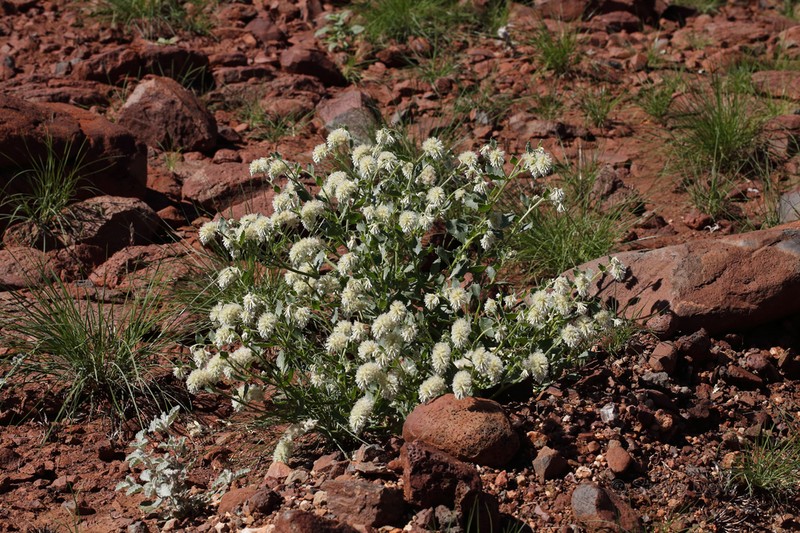 Ptilotus auriculifolius photo 6