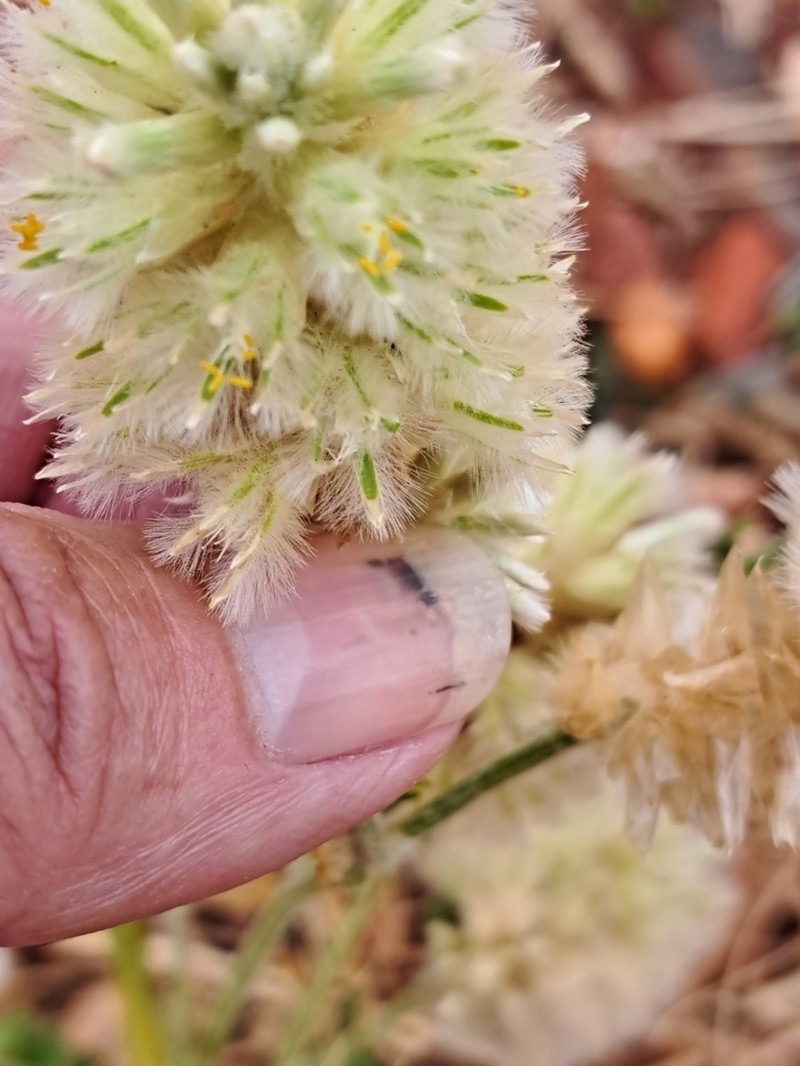 Ptilotus auriculifolius photo 7