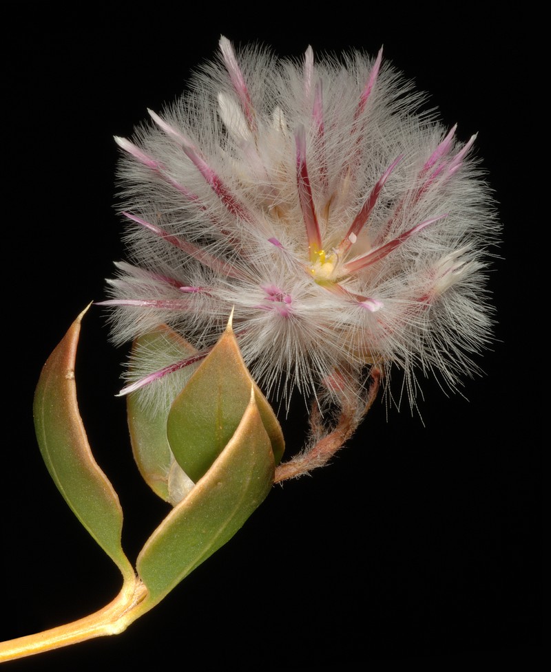 Ptilotus axillaris