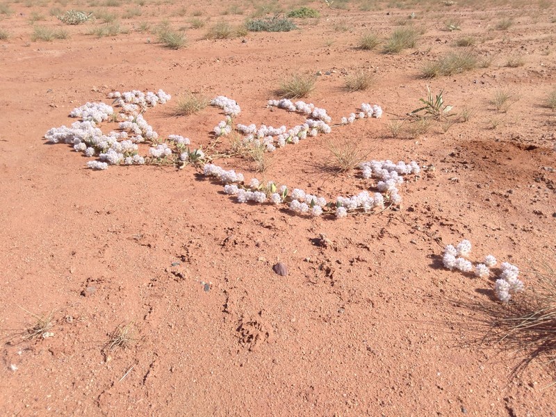 Ptilotus axillaris photo 2