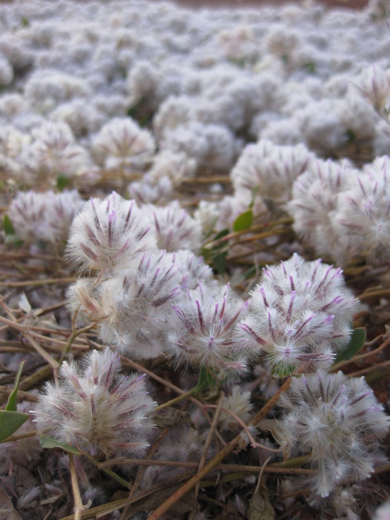 Ptilotus axillaris photo 3