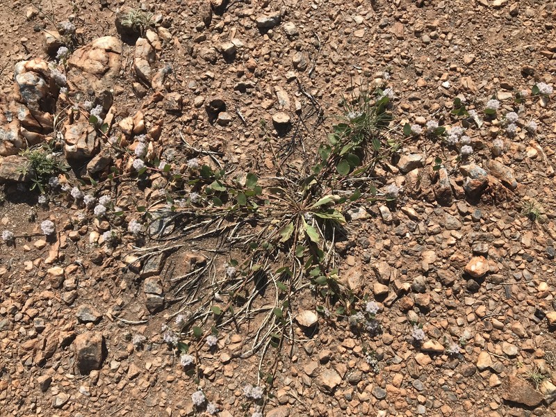 Ptilotus axillaris photo 4