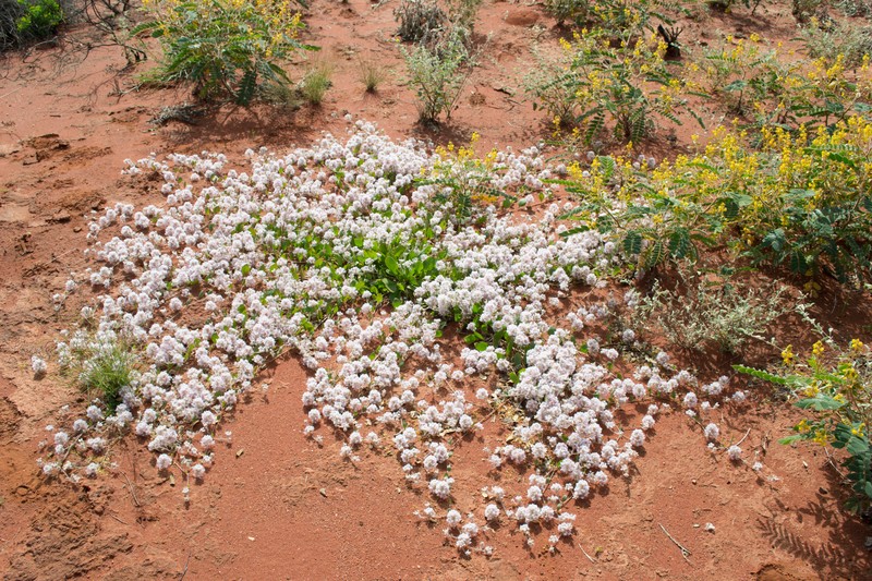 Ptilotus axillaris photo 5