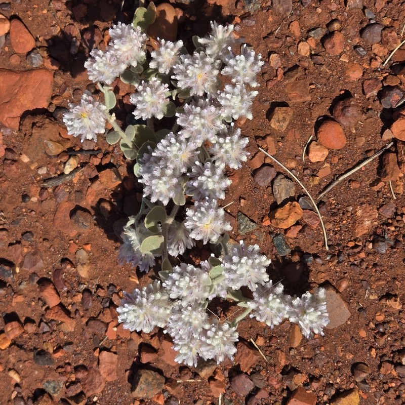 Ptilotus axillaris photo 7