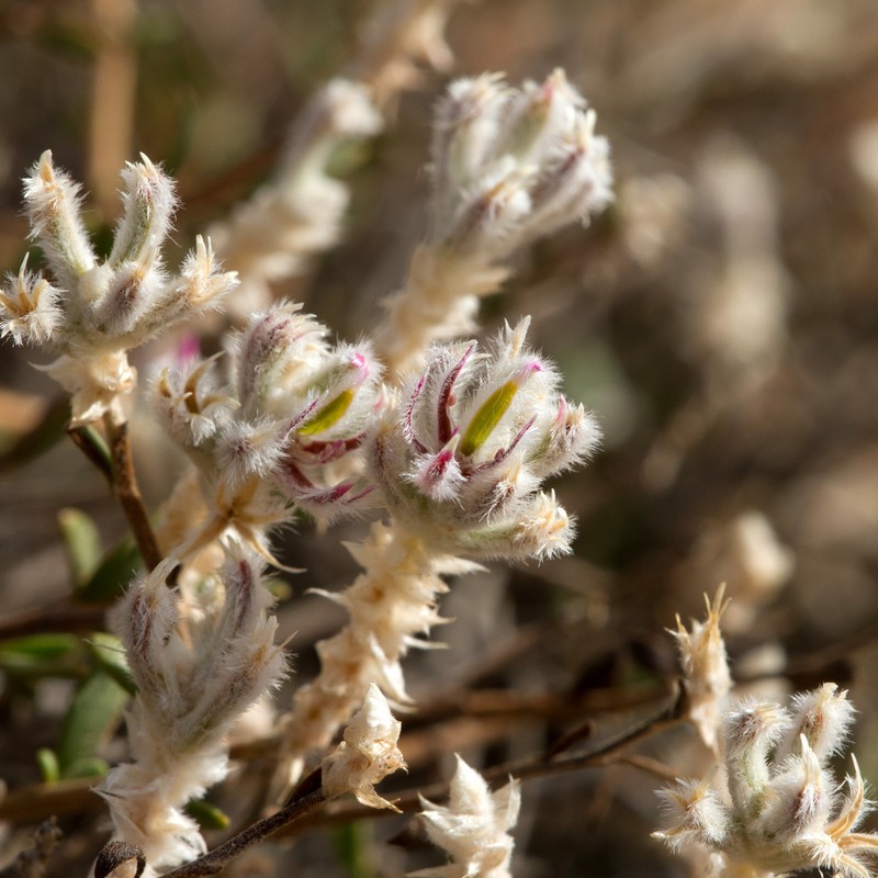 Ptilotus barkeri