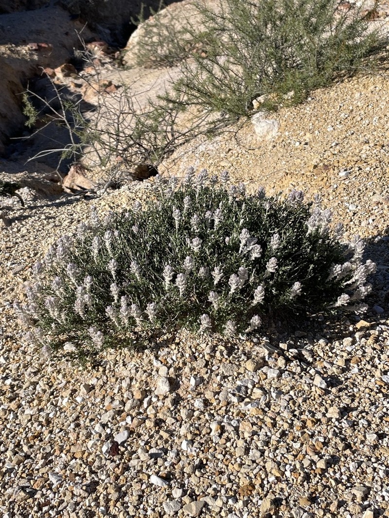 Ptilotus barkeri photo 3