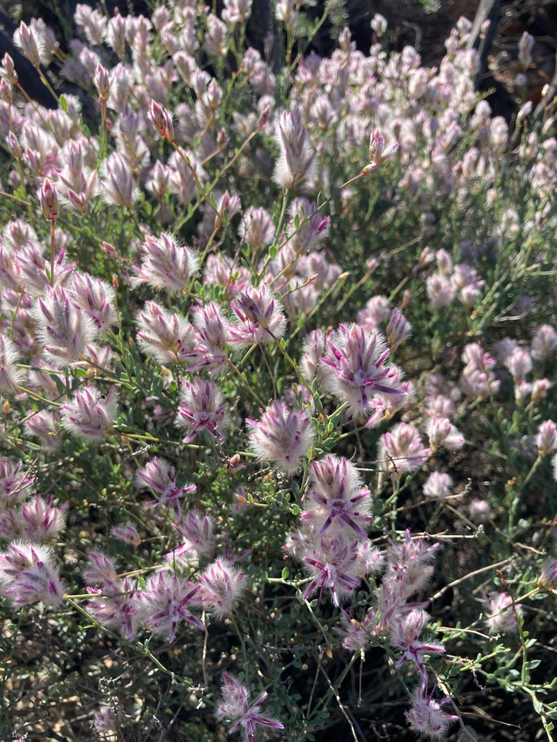 Ptilotus barkeri photo 4