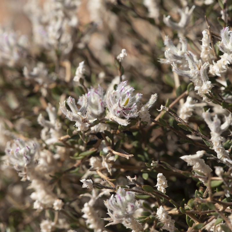 Ptilotus barkeri photo 5