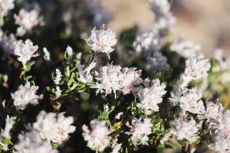 Ptilotus barkeri photo 6