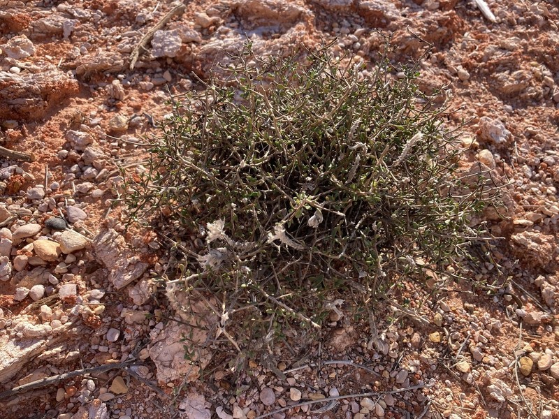 Ptilotus barkeri photo 7