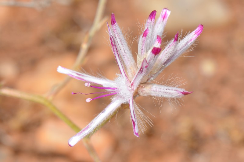 Ptilotus beardii