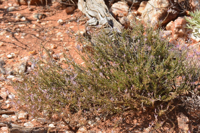 Ptilotus beardii photo 2