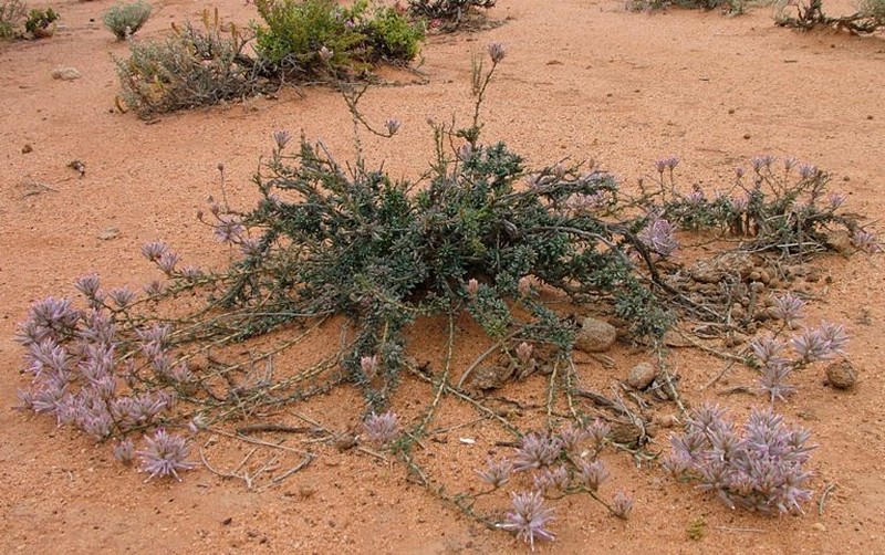 Ptilotus beardii photo 3