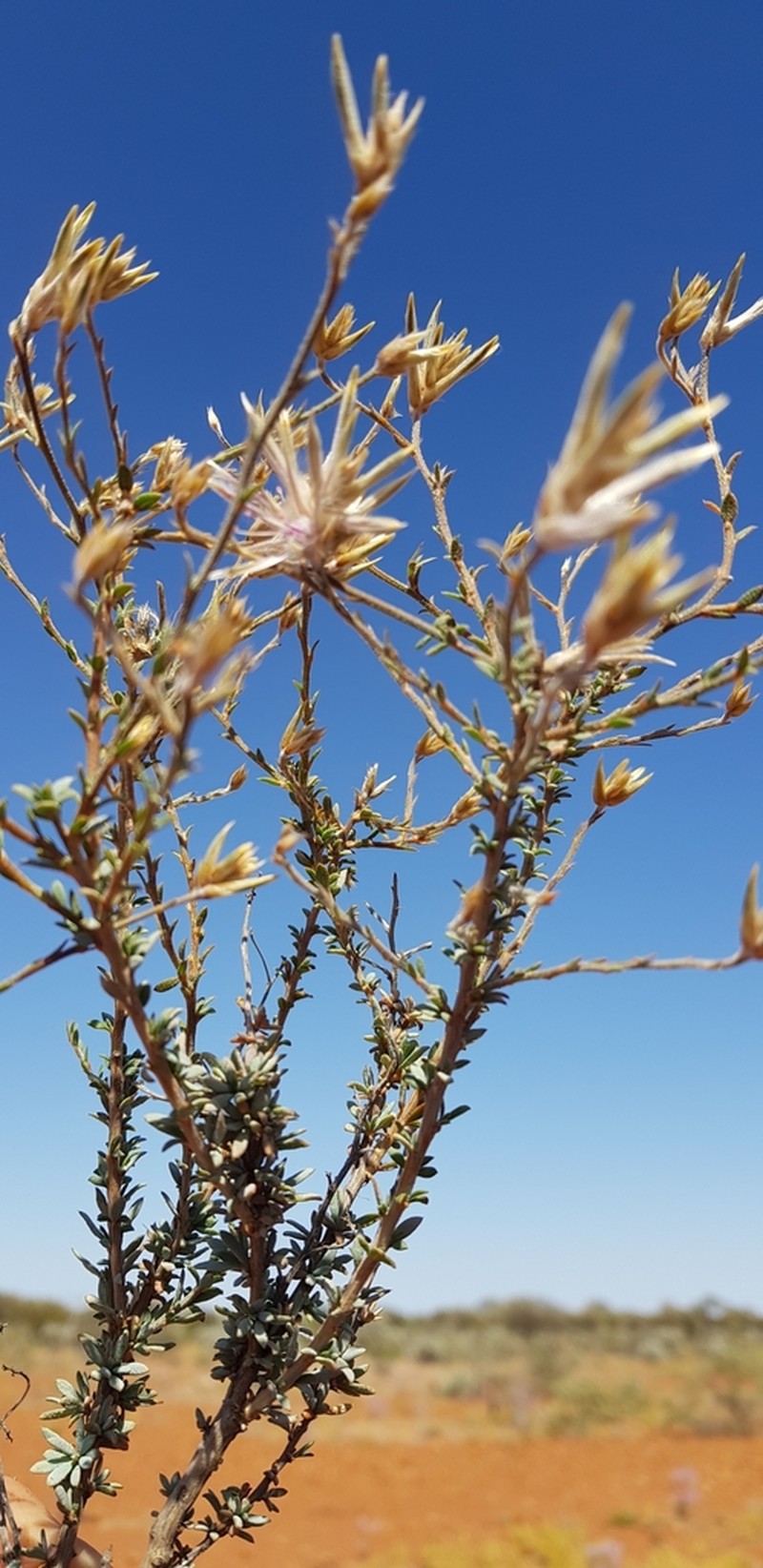 Ptilotus beardii photo 4