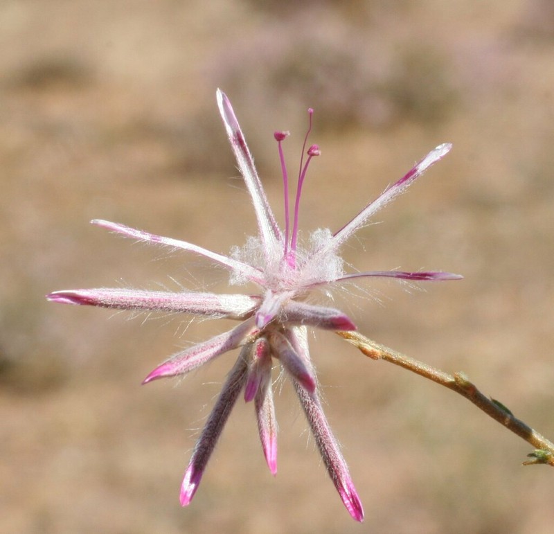 Ptilotus beardii photo 6