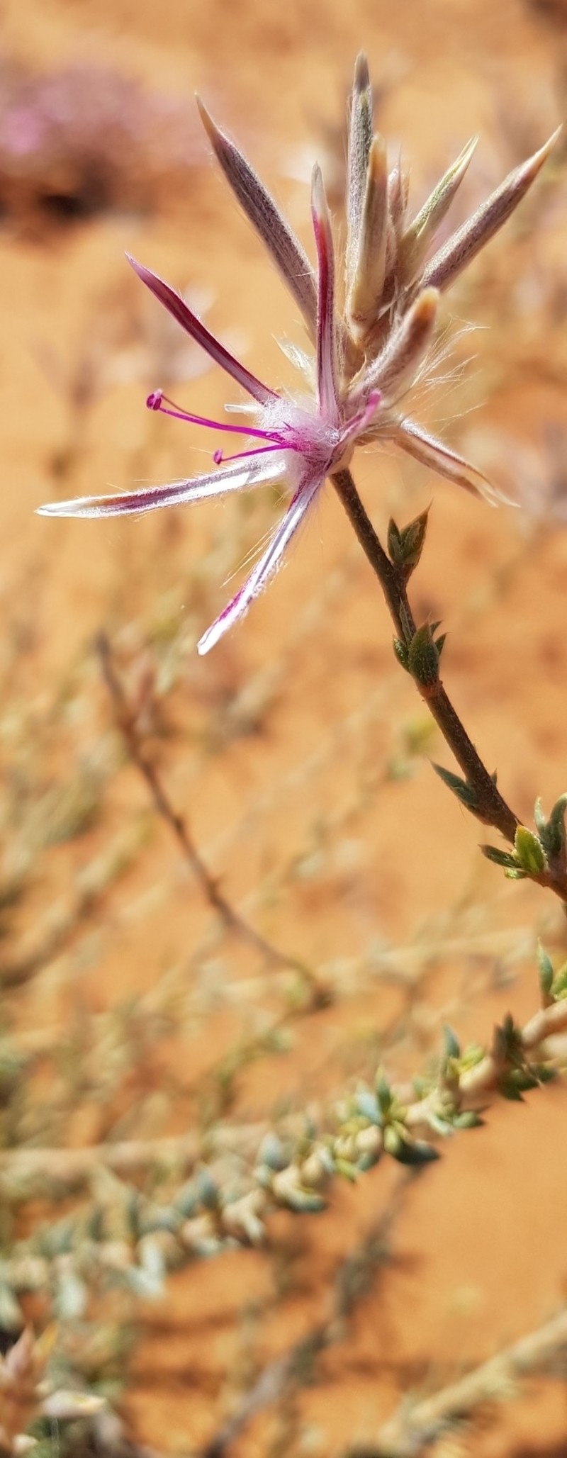 Ptilotus beardii photo 7