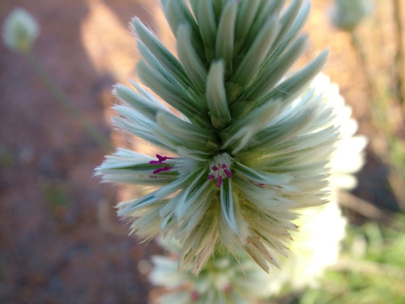 Ptilotus benlii photo 2