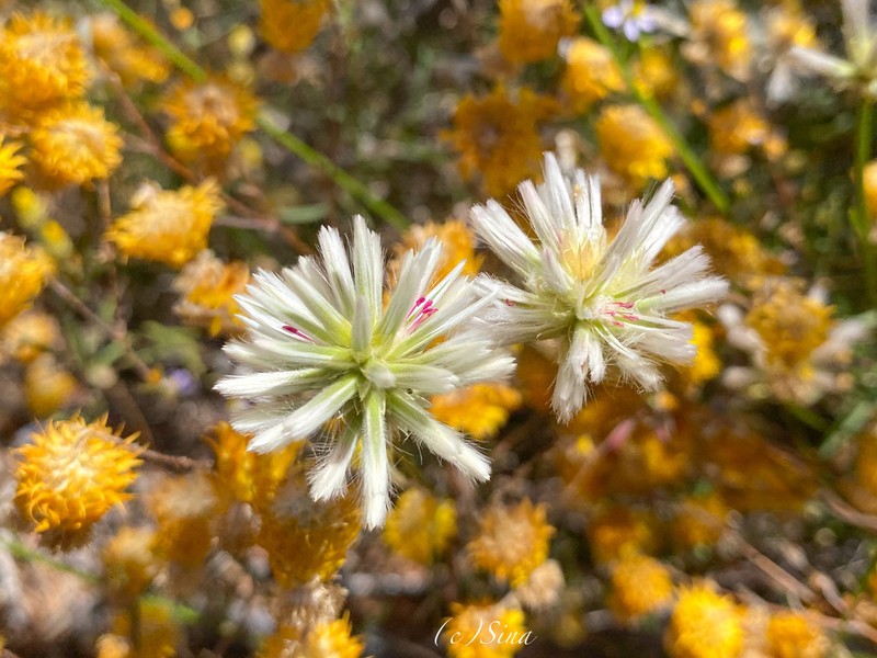 Ptilotus benlii photo 4