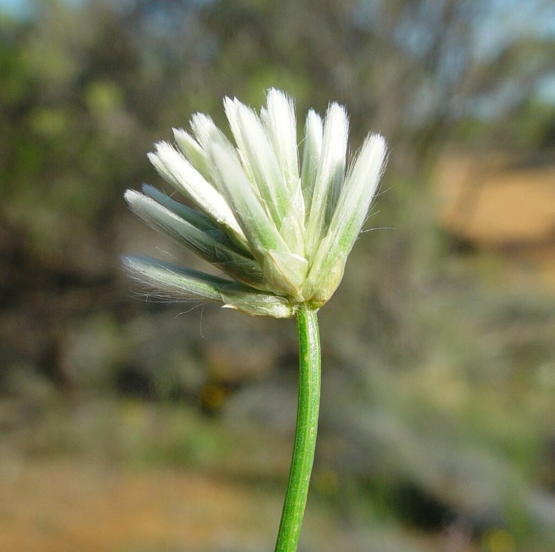 Ptilotus benlii photo 5