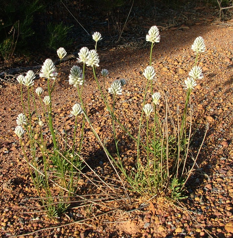 Ptilotus benlii photo 7