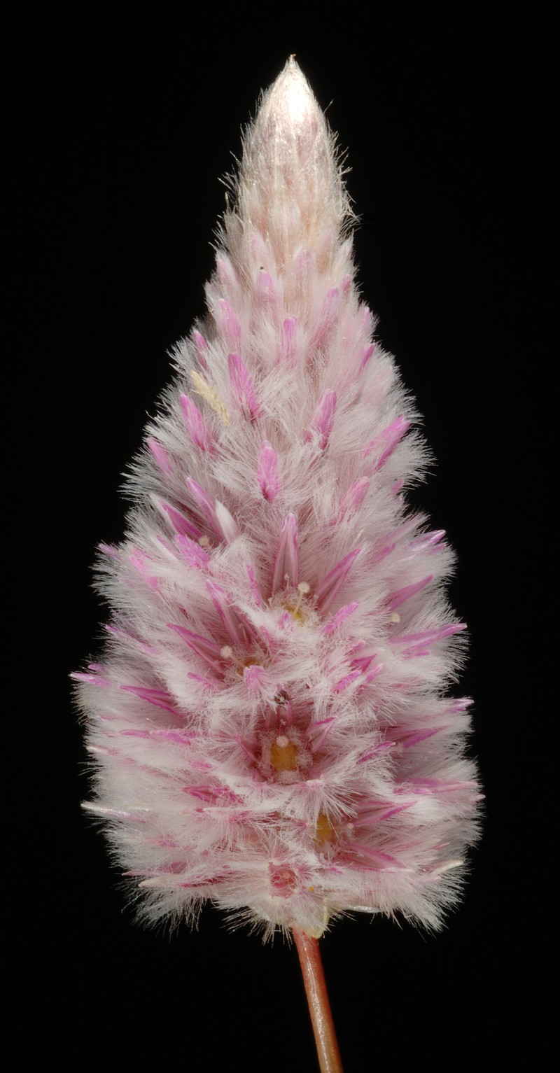 Ptilotus calostachyus
